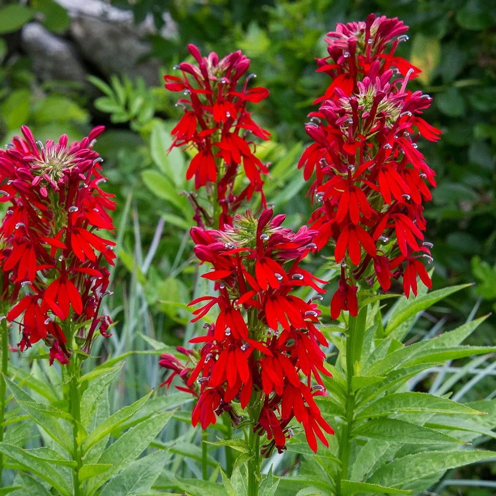 Cardinal Blumensamen zur Aussaat – duftend Blüten – Traditionssorte & ohne Gentechnik Samen Hausgarten