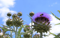 Blau Cardoon Blumensamen einfache Aussaat