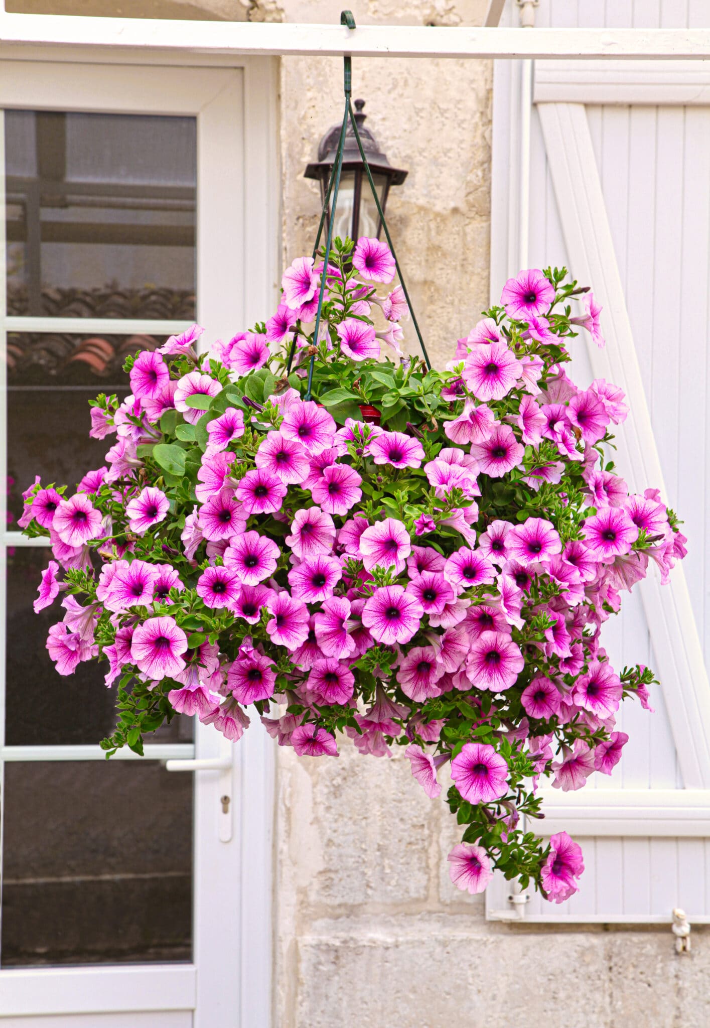 Rosa Lila hängend Petunie Samen zur Aussaat Traditionssorte ohne Gentechnik Blumensamen Blüten Wildblume Mischung