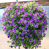 Hanging petunia blume samen for anpflanzung rosa violet - perfect colorful and dynamic gardens