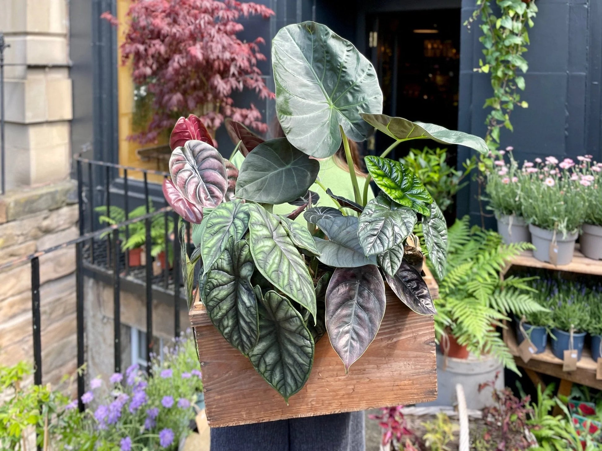 Alocasia Macrorrhiza Blumensamen zur Aussaat Garten beliebt Traditionssorte & ohne Gentechnik Samen Hausgarten