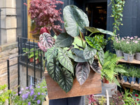 Alocasia Macrorrhiza Blumensamen zur Aussaat Garten beliebt Traditionssorte & ohne Gentechnik Samen Hausgarten