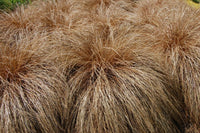 Carex Comans Ornamental Grass Samen for Easy Aussaat