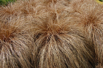 Carex Comans Ornamental Grass Samen for Easy Aussaat