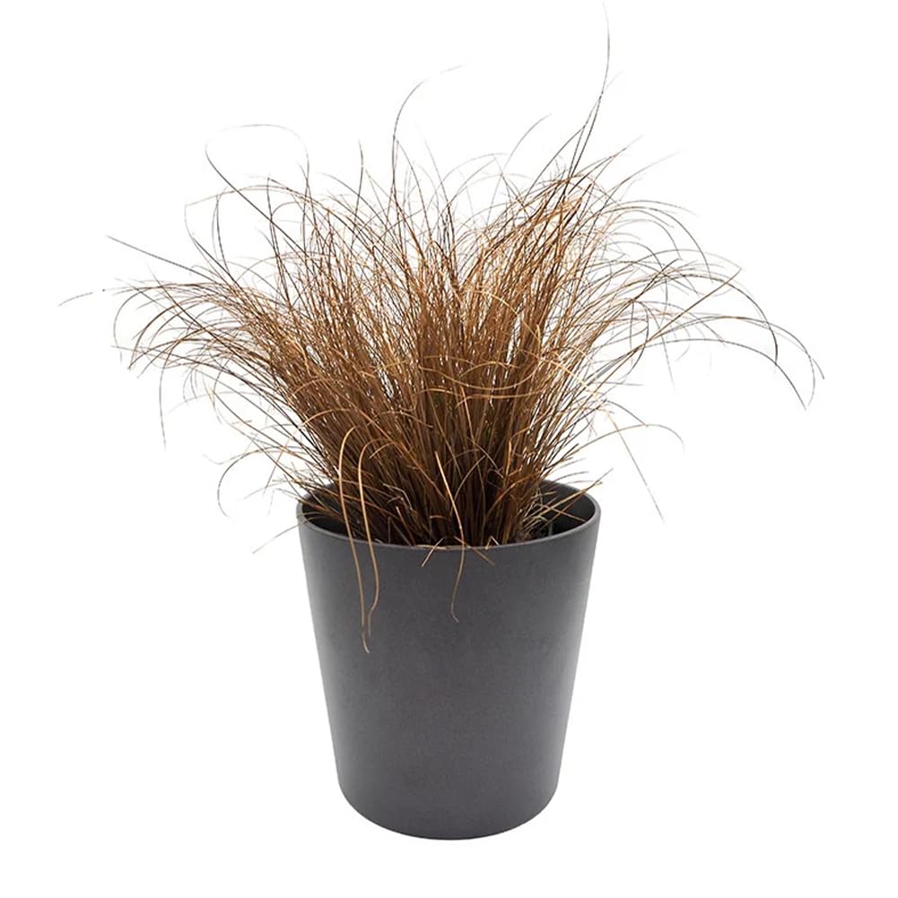 Young Carex Comans Seedlings Anbau Indoors