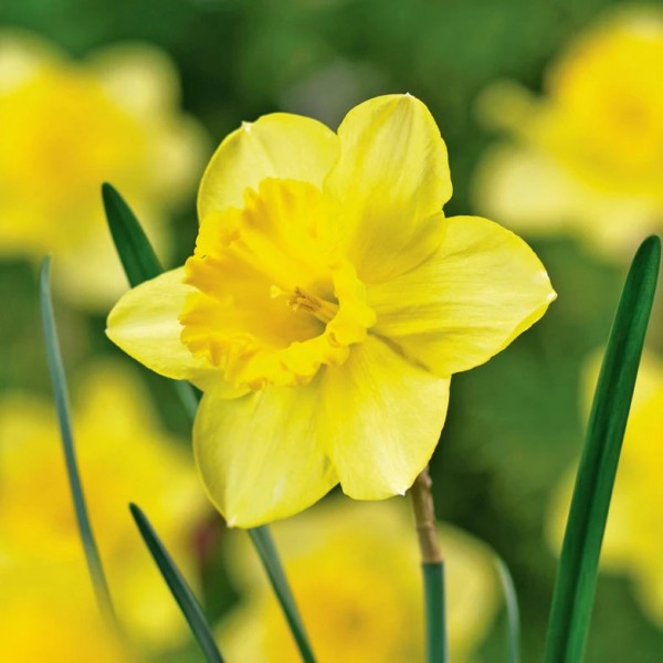 Narzissen Blumensamen zur Aussaat – Schnitt Blume beliebt – Traditionssorte & ohne Gentechnik Samen Hausgarten