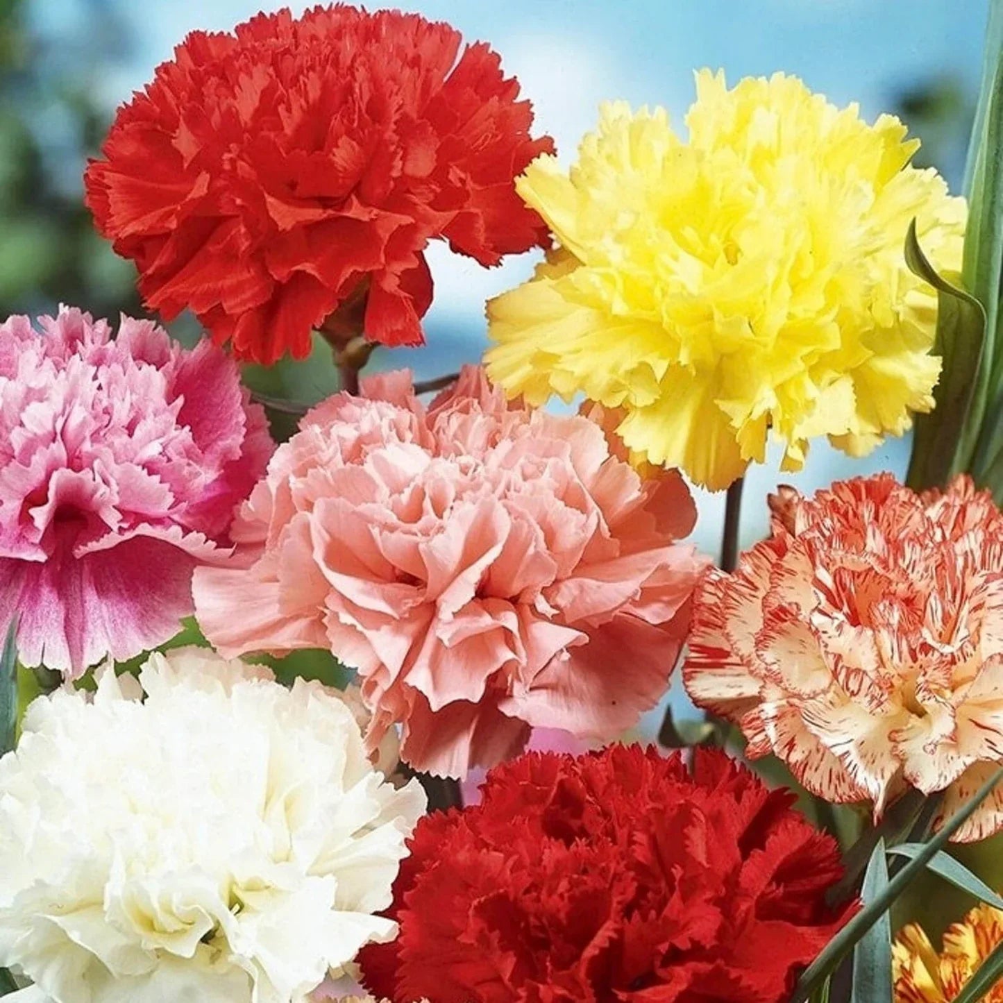 Close-up of gelb and rot carnation petals