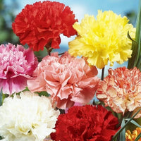 Close-up of gelb and rot carnation petals