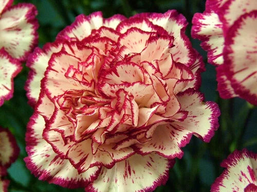Rot Weiß Carnations Blumensamen zur Aussaat saisonal Dauerblüher Traditionssorte & ohne Gentechnik Samen Hausgarten