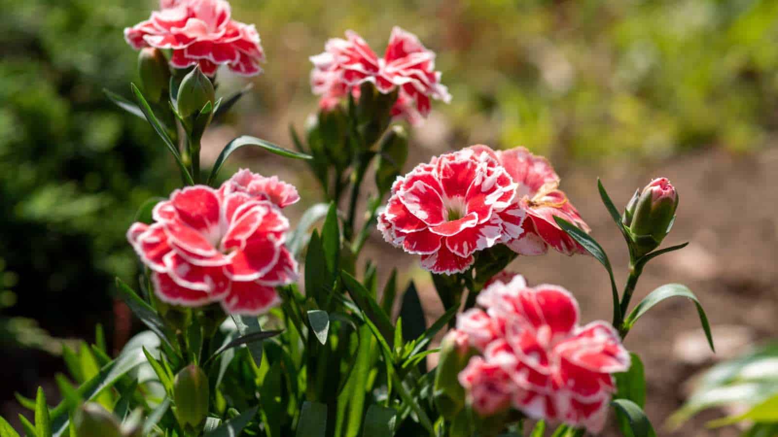 Gelb and rot carnations blooming in garten bed
