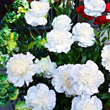 Dianthus (dianthus carnation) samen for anpflanzung in home garten