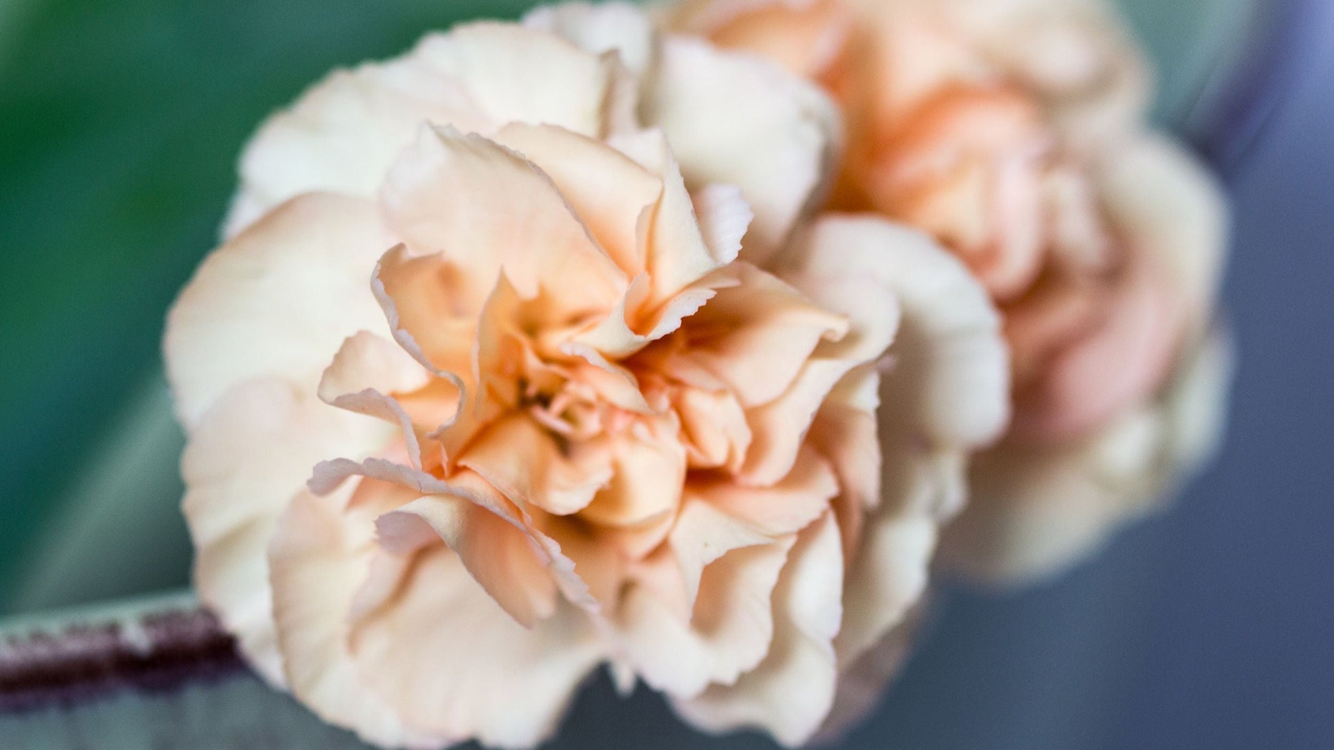 Peach carnation blumen in garten bed