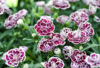 Lila Weiß Nelke Blumensamen zur Aussaat – Landhaus Garten wichtig – Traditionssorte & ohne Gentechnik Samen Hausgarten