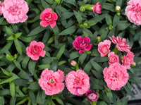 Nelke mehrjährig Blumensamen zur Aussaat pflegeleicht Traditionssorte & ohne Gentechnik Samen Hausgarten