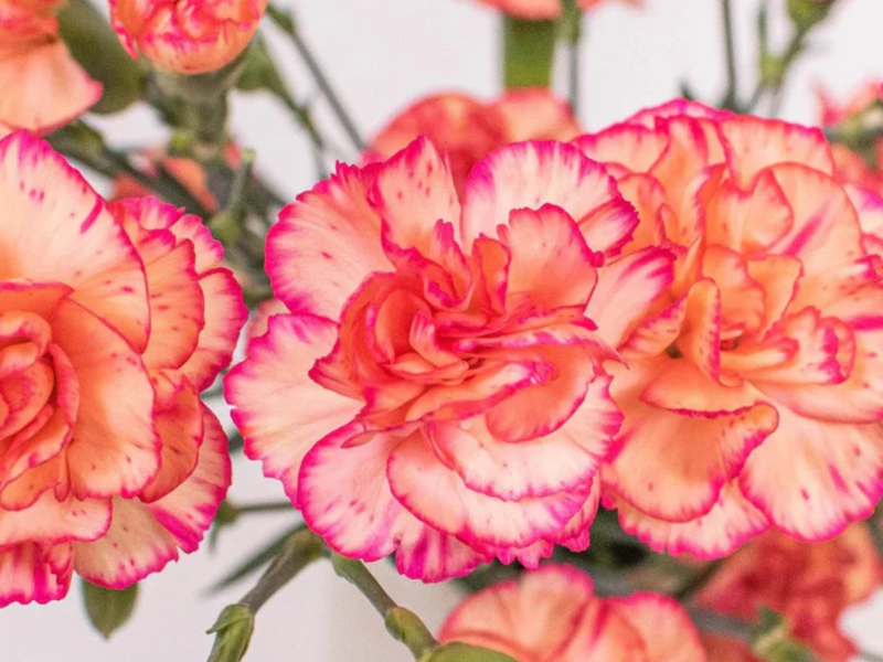 Premium gelb and rot carnation samen pack