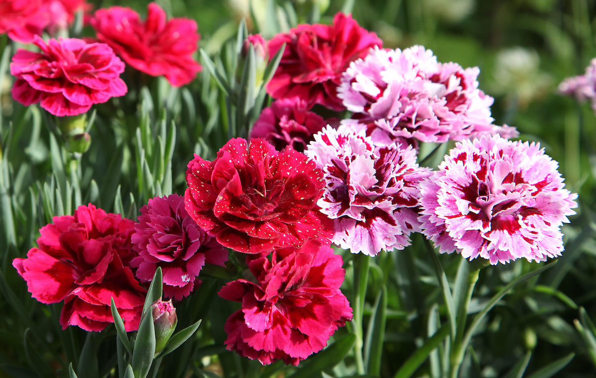 Premium non-gmo dark rosa carnation samen pack