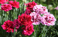 Premium non-gmo dark rosa carnation samen pack