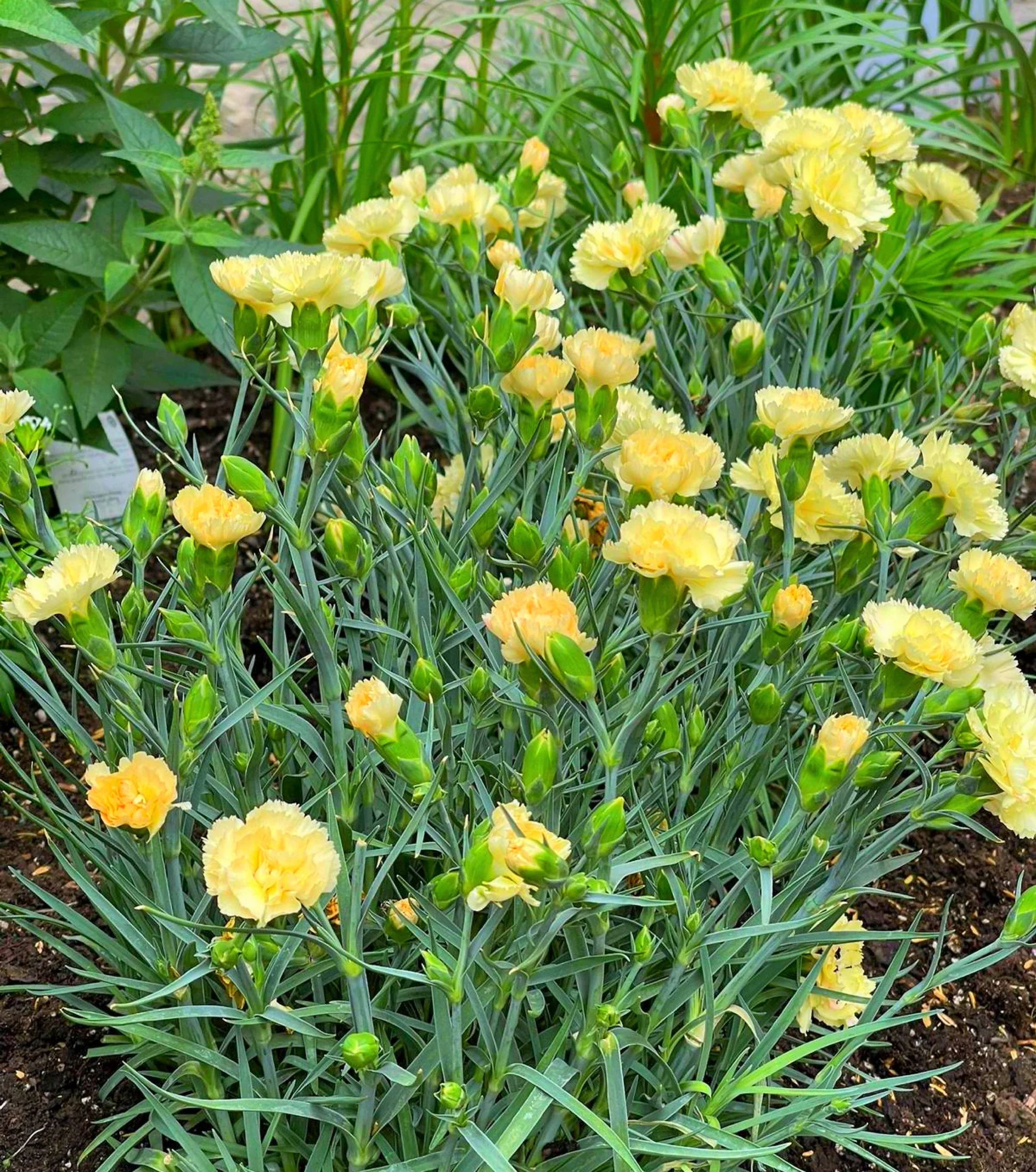 Gelb carnation blooms in home garten