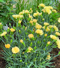 Gelb carnation blooms in home garten