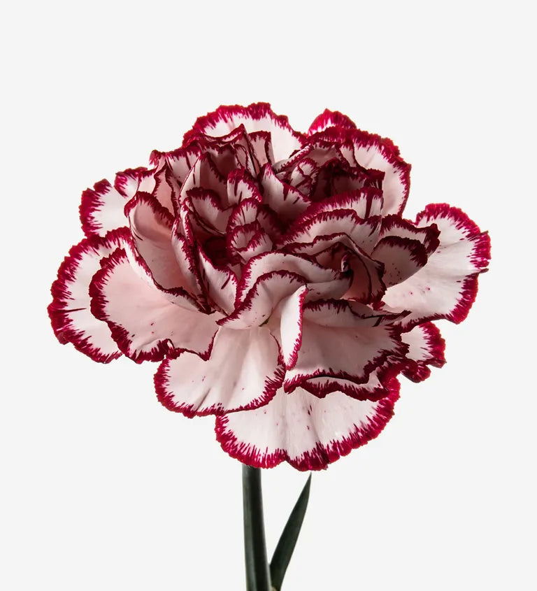 Kastanienrot Weiß Nelke Blumensamen zur Aussaat Wildblume Mischung Traditionssorte & ohne Gentechnik Samen Hausgarten