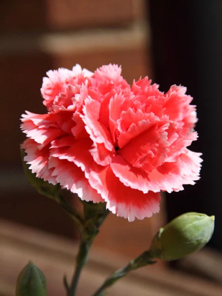 Rosa Weiß Nelke Samen zur Aussaat – leuchtend einjährige Blume Samen für Ihren Garten