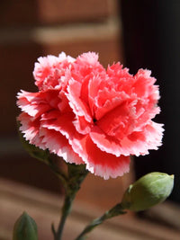 Rosa Weiß Nelke Samen zur Aussaat – leuchtend einjährige Blume Samen für Ihren Garten