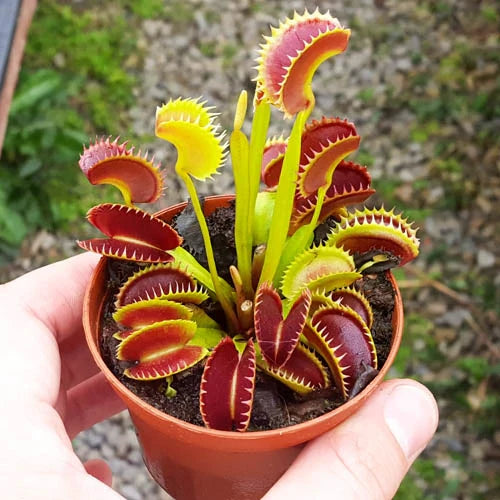 Carnivorous Venus Flytrap grown in bog Garten