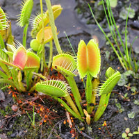 Carnivorous Green Venus Flytrap live Pflanze