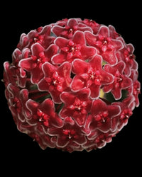 dunkel Kastanienrot Hoya Carnosa Blumensamen zur Aussaat farbenfroh Schau Traditionssorte & ohne Gentechnik Samen Hausgarten
