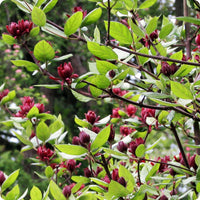 Carolina Allspice Samen Calycanthus floridus flowering shrub