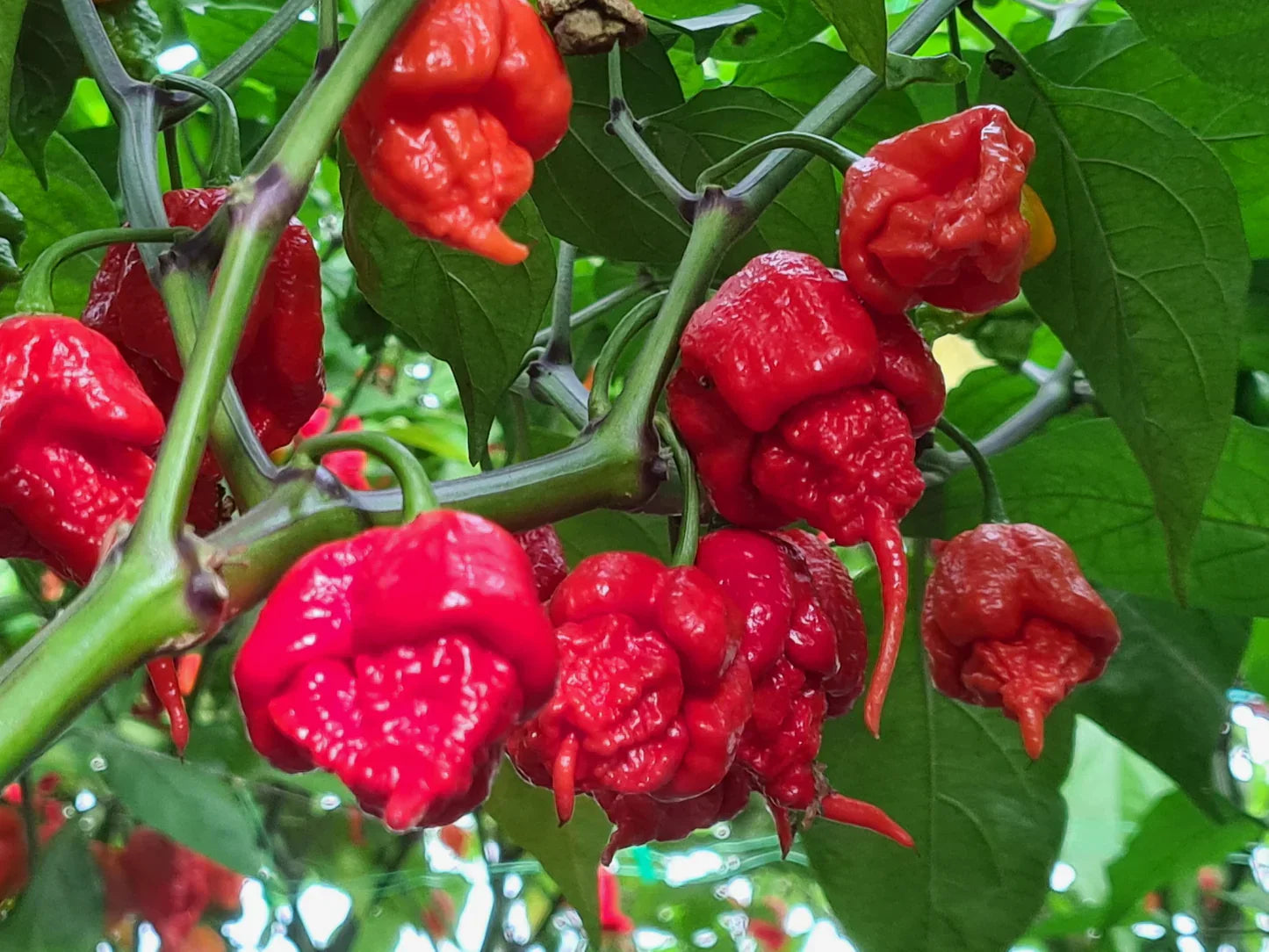 Carolina reaper pflanzen thriving in raised garten beds