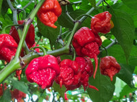 Carolina reaper pflanzen thriving in raised garten beds