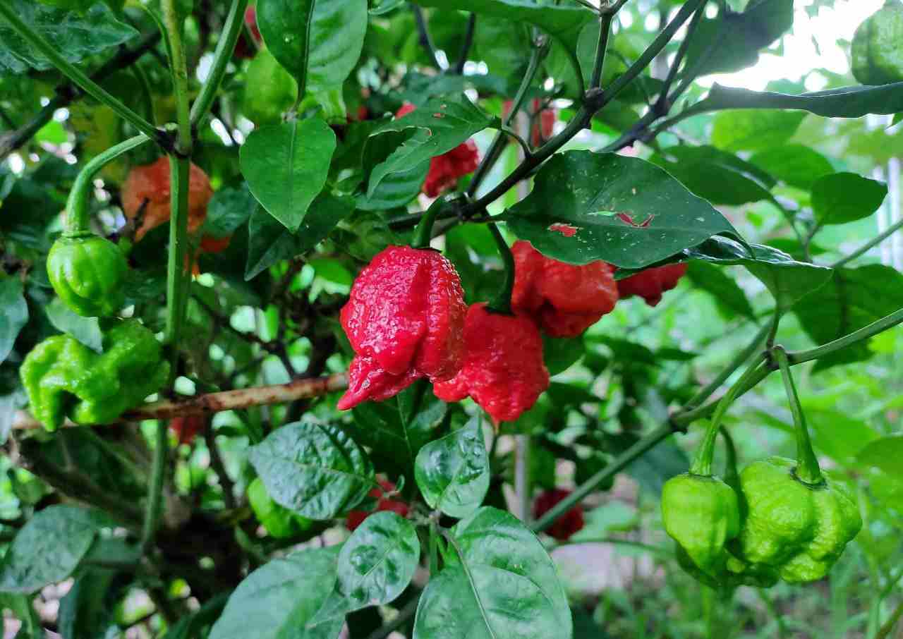 Carolina Reaper Pepper Samen