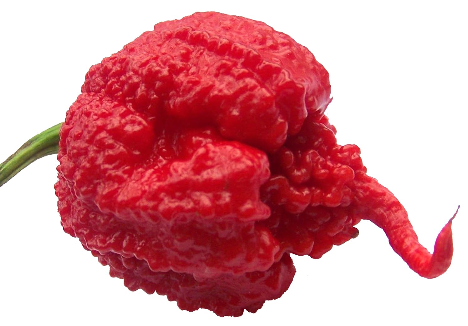 Carolina reaper pepper samen für home garten aussaat
