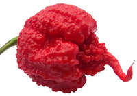 Carolina reaper pepper samen für home garten aussaat