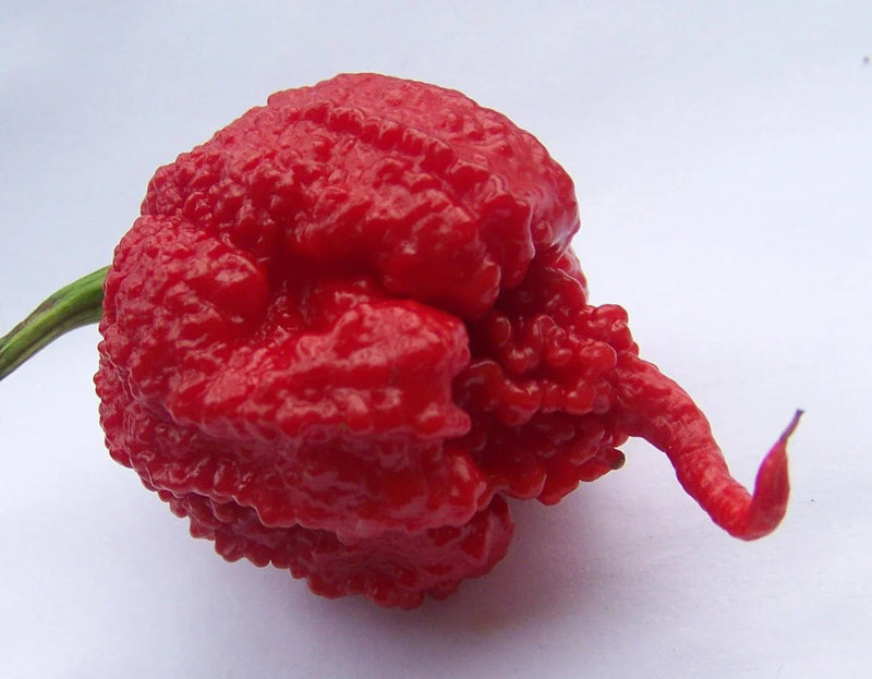 Healthy carolina reaper pepper pflanzen wachsend in full sun