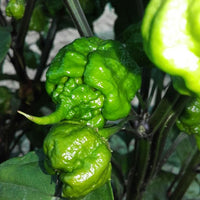 Carolina Reaper Chili Samen zum Pflanzen