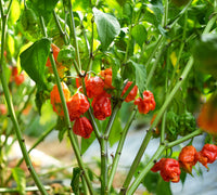 Non-gmo carolina reaper samen für home garten aussaat