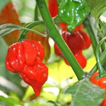 Carolina gemüse samen für aussaat in home gardens