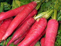 Carrot daucus carota samen für home gardens