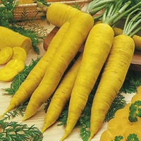 Gelbe carrot aussaat guide für gardeners