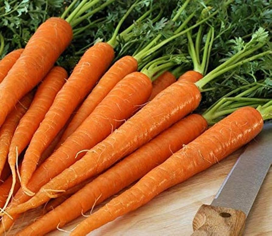 Healthy carrot pflanzen thriving in raised bed gemüse garten