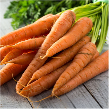 Carrot seedlings sprouting aus non gmo daucus carota samen