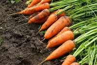 Daucus carota carrot samen für aussaat in gemüse patch and garten