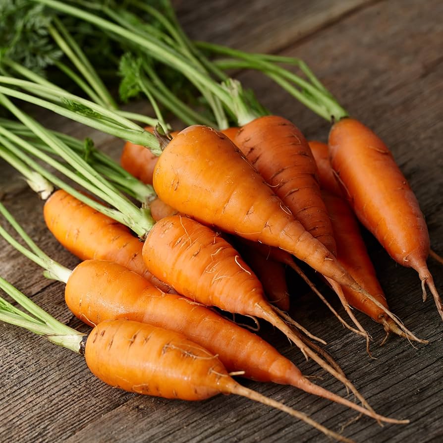 Carrot samen planted in loose soil für smooth root growth