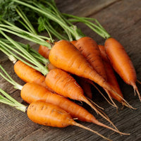 Carrot samen planted in loose soil für smooth root growth