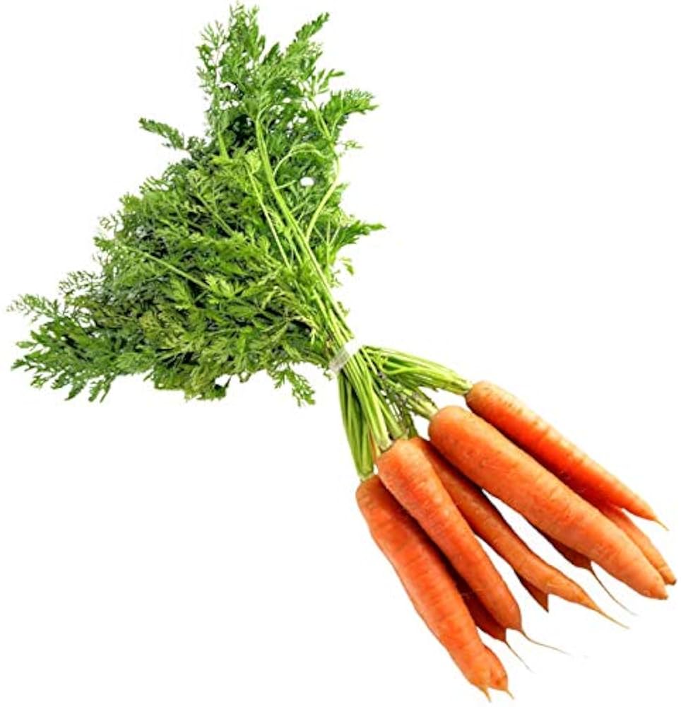 Premium carrot samen für aussaat in raised beds and home gardens