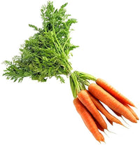 Premium carrot samen für aussaat in raised beds and home gardens