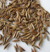 Carum carvi Caraway Samen for Zuhause Garten Anbau