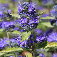 Blau Prachtspiere Blumensamen zur Aussaat saisonal Dauerblüher Traditionssorte & ohne Gentechnik Samen Hausgarten